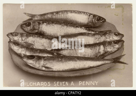 Originalpostkarte aus edwardianischer Zeit, Stillleben von Tafelenten, die Beschriftung lautet 'pilchards Seven a Penny' aus Cornwall, UK, um 1908 Stockfoto