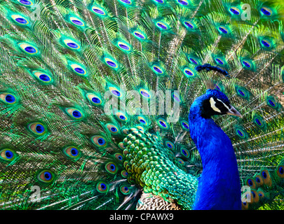 männlicher Pfau mit seinem bunten Federn Stockfoto