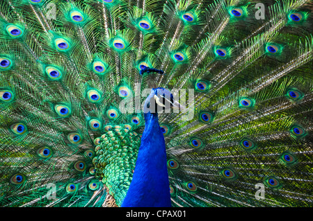 männlicher Pfau mit seinem bunten Federn Stockfoto