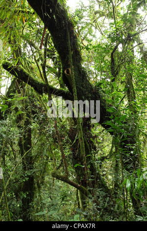 Reben, Schlingpflanzen und Moosen gedeihen unter den dichten Baumkronen des tropischen Regenwaldes im Nyungwe Nationalpark, Ruanda. Stockfoto