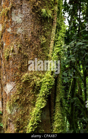 Reben, Schlingpflanzen und Moosen gedeihen unter den dichten Baumkronen des tropischen Regenwaldes im Nyungwe Nationalpark, Ruanda. Stockfoto