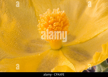 Nahaufnahme von der gelben Blume eine gelbe Hornpoppy oder gelbe gehörnten Mohn (Glaucium Flavum), am frühen Morgen, mit Tau bedeckt Stockfoto
