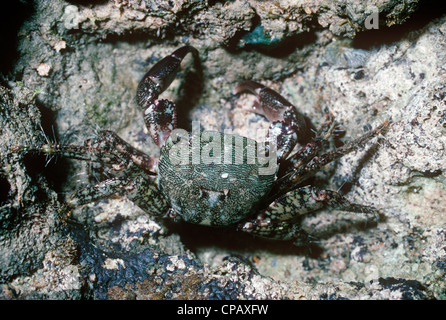 Marmorierte Shore Crab, marmorierte Rock Crab (Pachygrapsus Marmoratus: Grapsidae) in einem Rockpool Portugal Stockfoto