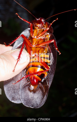 Die größte Kakerlake der Welt - Megaloblatta Blaberoides-aus Ecuador Stockfoto