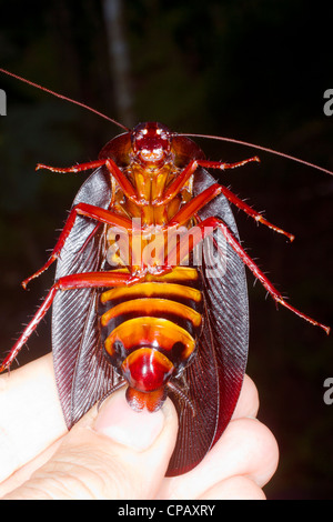 Die größte Kakerlake der Welt - Megaloblatta Blaberoides-aus Ecuador Stockfoto