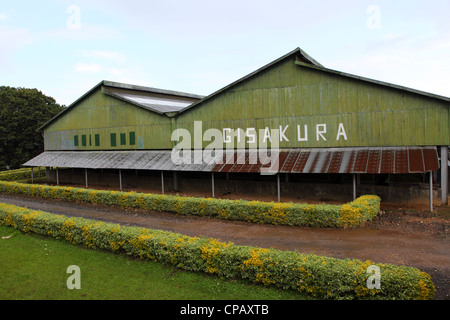 Die Gisakura Teefabrik in Ruanda. Ruanda produziert eine Reihe von qualitativ hochwertigen Tees, von denen ein die Großteil exportiert wird. Stockfoto