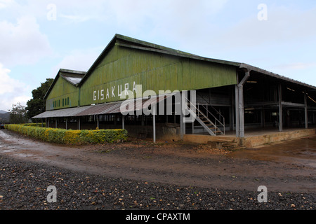 Die Gisakura Teefabrik in Ruanda. Stockfoto