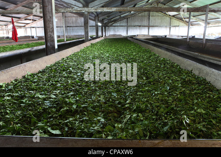 Teeblätter auf welken Tabletts während der Produktion bei der Gisakura Teefabrik in Ruanda. Stockfoto