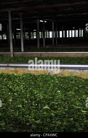 Teeblätter auf welken Tabletts während der Produktion bei der Gisakura Teefabrik in Ruanda. Stockfoto