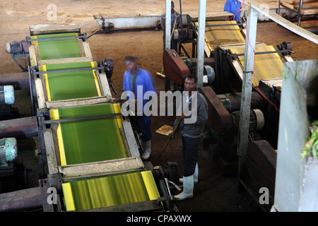 Tee verläuft entlang der Förderbänder während der Produktion bei der Gisakura Teefabrik in Ruanda. Stockfoto