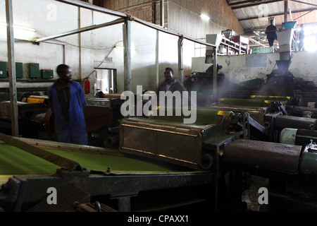 Teeproduktion in der Gisakura Teefabrik in Ruanda. Stockfoto