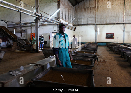 Teeproduktion in der Gisakura Teefabrik in Ruanda. Stockfoto