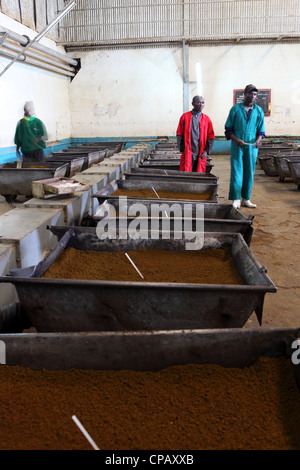 Arbeitnehmer betrachten Karren voller Tee während des Produktionsprozesses Tee Tee werkseitig Gisakura in Ruanda. Stockfoto