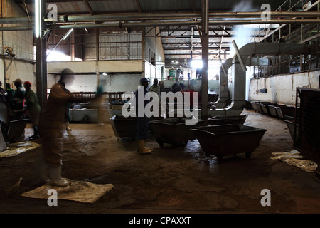 Teeproduktion in der Gisakura Teefabrik in Ruanda. Ruanda produziert eine Reihe von qualitativ hochwertigen Tees, von denen ein die Großteil exportiert wird. Stockfoto