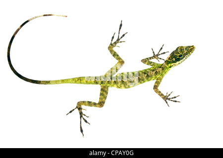 Anole Eidechse (Anolis Festae) aus westlichen Ecuador Stockfoto