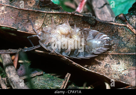 Garten / gemeinsame glänzende Assel (Oniscus Asellus) weibliche zeigen Babys trägt sie unter ihr, in feuchten Wäldern UK grau Stockfoto