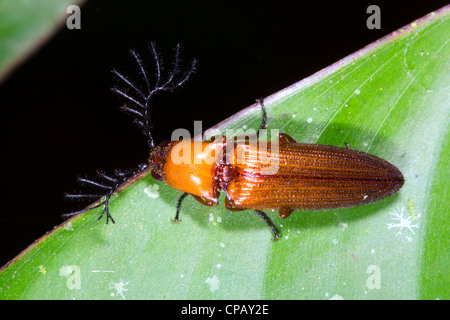 Klicken Sie auf Käfer (Elateridae) mit großen gefiederten Antennen. Wahrscheinlich ist ein Mann, der diese Antennen verwendet, um weibliche Pheromone zu erkennen. Stockfoto