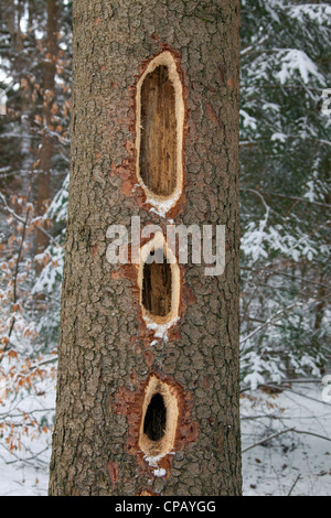 Schwarzspecht (Dryocopus Martius) gechipt, große Lochreihe mit Schnabel in Kiefer Baumstamm im Nadelwald, Deutschland Stockfoto