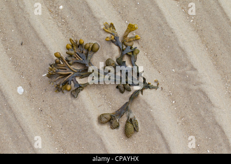 Blase Wrack / Blasentang (Fucus Vesiculosus) gewaschen am Strand bei Ebbe, Nationalpark Wattenmeer, Deutschland Stockfoto