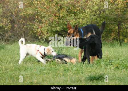 Hunde spielen auf der Wiese Stockfoto