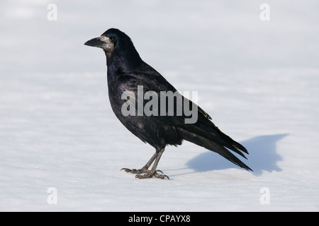 Turm (Corvus Frugilegus) auf dem Boden im Schnee im Winter, Deutschland Stockfoto