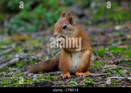 Eurasische Eichhörnchen (Sciurus Vulgaris) weiblich Verzehr von Nüssen auf dem Boden im Wald, Dalarna, Schweden Stockfoto