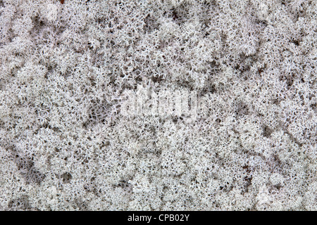Rentier Flechten (Cladonia Rangiferina) in der Tundra, Lappland, Schweden Stockfoto
