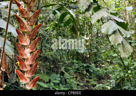 Hängenden Blütenstände der Heliconia Velligera im tropischen Regenwald, Ecuador Stockfoto