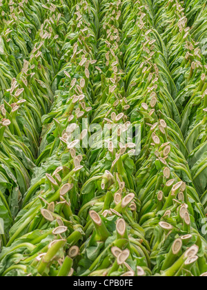 Frisch geschnittene Tabakblätter hängen Holzstangen im Bereich Tabak in Vorbereitung auf ihre im westlichen Kuba getrocknet. Stockfoto