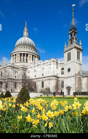 Narzissen vor St Pauls Cathedral: London: England Stockfoto