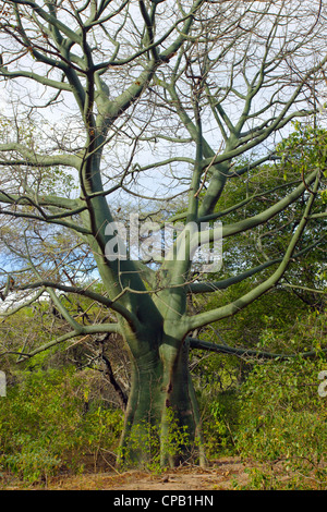 Tropischen Trockenwald auf der pazifischen Küste von Ecuador Ceibo Bäume (Ceiba Trichisandra, Bombacaceae). Stockfoto