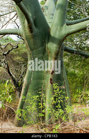 Tropischen Trockenwald auf der pazifischen Küste von Ecuador Ceibo Bäume (Ceiba Trichisandra, Bombacaceae). Stockfoto