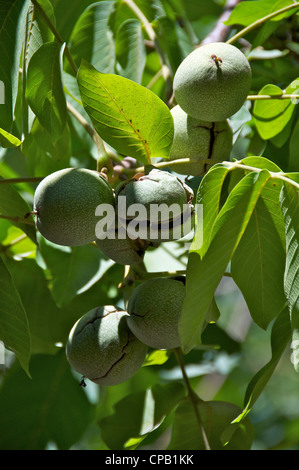 Reife Walnüsse auf Nussbaum Plantage El Ingenio Cajon del Maipo Chile Stockfoto