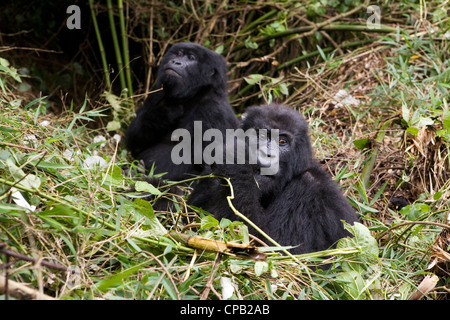 Berggorillas sitzen in ihrem Nest im Volcanoes National Park. Stockfoto