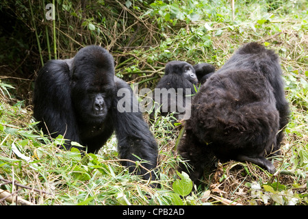 Gruppe von Berggorillas im Volcanoes Nationalpark, Ruanda. Stockfoto