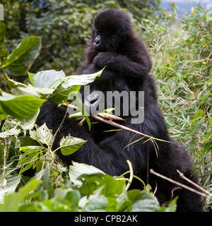 Weibliche Berggorillas mit ihrem Kind. Sie sind Teil der Sabyinyo Gruppe im Volcanoes Nationalpark, Ruanda. Stockfoto