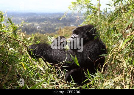 Berggorillas (Gorilla Beringei Beringei) ernährt sich von Bambus in einem Nest im Volcanoes National Park, währenddessen Stockfoto