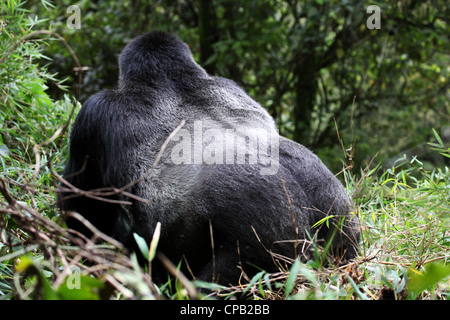 Silberrücken männlichen Mountain Gorilla (Gorilla Beringei Beringei) lebenden wild auf die im Volcanoes Nationalpark, Ruanda. Stockfoto