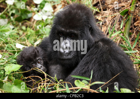 Mutter und baby sitzt im Volcanoes Nationalpark, Ruanda Berggorilla (Gorilla). Stockfoto