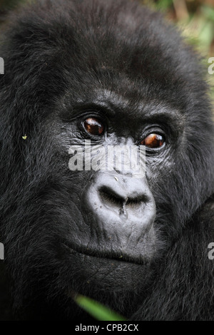 Gesicht eines Mountain Gorilla (Gorilla Beringei Beringei) lebenden wild auf der Virunga Bergkette im Osten Afrikas. Stockfoto
