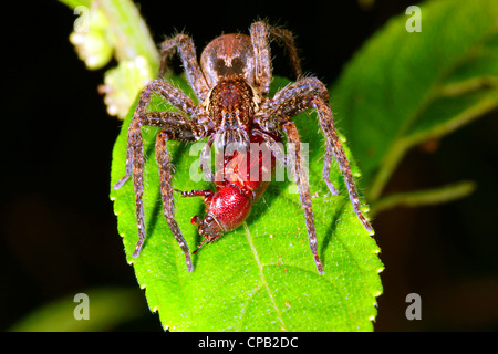 Wandering Spinne (Familie Ctenidae) Essen einen Käfer in den Regenwald Unterwuchs in der Nacht Stockfoto