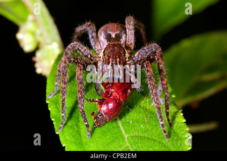 Wandering Spinne (Familie Ctenidae) Essen einen Käfer in den Regenwald Unterwuchs in der Nacht Stockfoto