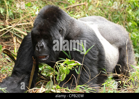 Guhonda, Silberrücken Berggorillas (Gorilla Beringei Beringei), Volcanoes-Nationalpark, Ruanda. Stockfoto