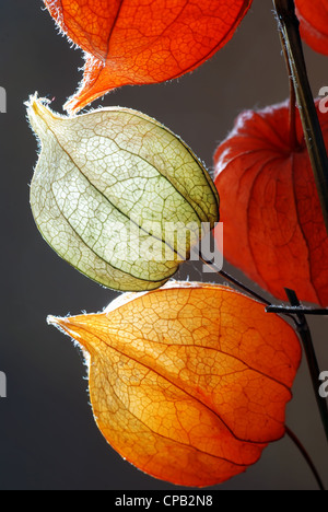 Orange, grüne und gelbe Blüten der Physalis vor grauem Hintergrund Stockfoto