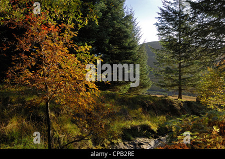 Hinterleuchtete Birke in herbstlichen Farben umgeben von Kiefer und Fichte, Glen Lyon, Perthshire, Schottland Stockfoto