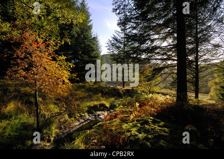 Hinterleuchtete Birke in herbstlichen Farben umgeben von Kiefer und Fichte, Glen Lyon, Perthshire, Schottland Stockfoto