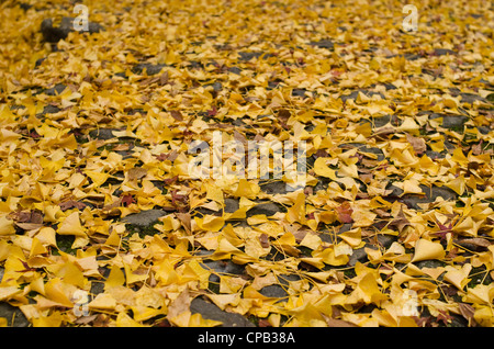 Hintergrund Muster von gelben ginkgo Blätter auf dem Boden im Herbst Stockfoto