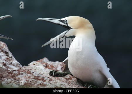 Zwei Basstölpel (Morus Bassanus) in einem territorialen Kampf auf Helgoland. Stockfoto