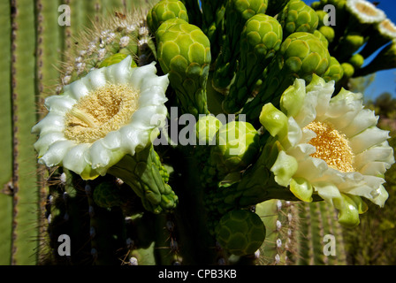 Weiße Fruchtkörper blüht Saguaro Kaktus Pflanze Sonoran Wüste Scottsdale Arizona Stockfoto