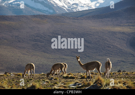 Vikunjas Tatio Geysire Chile Stockfoto